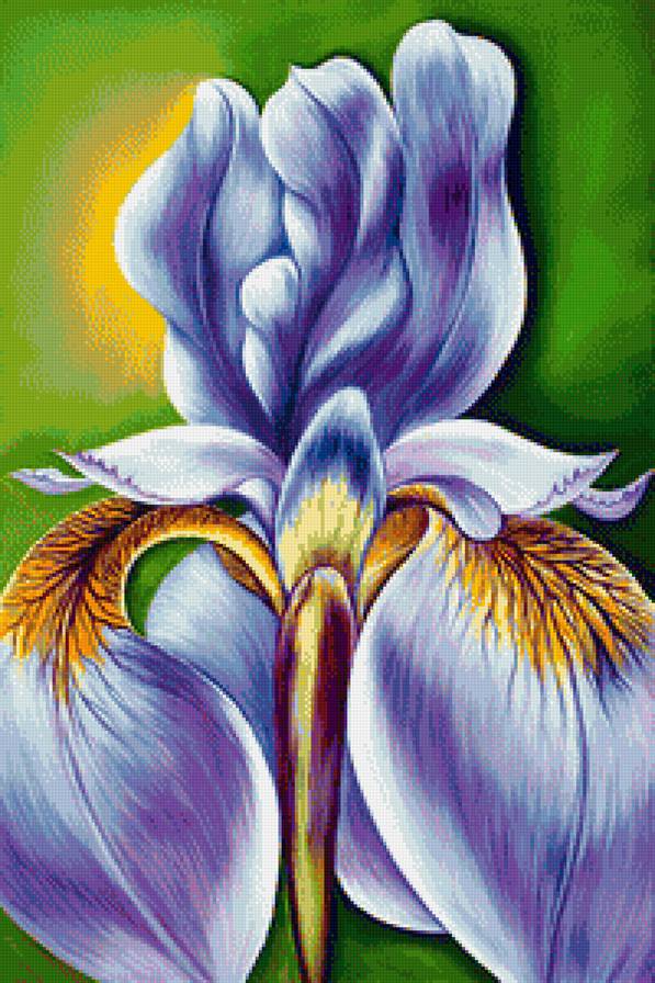Ирис - цветок, ирис, цветы - предпросмотр