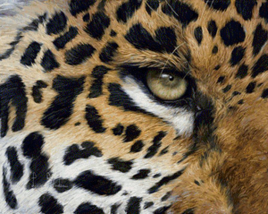 леопард - звери, леопарды, животные - предпросмотр