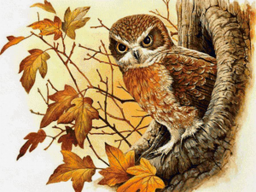 совушка - птицы, лес, природа, осень - предпросмотр