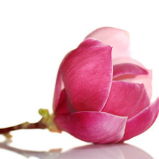 бутон магнолии