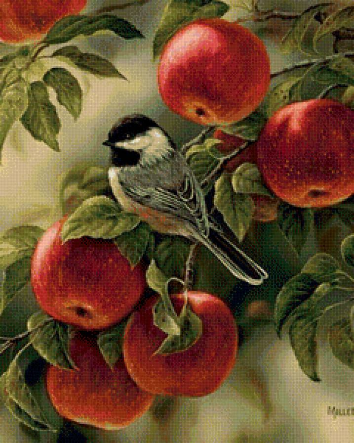 Яблоневый гость - яблоки, птичка - предпросмотр
