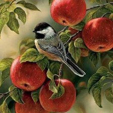 Яблоневый гость