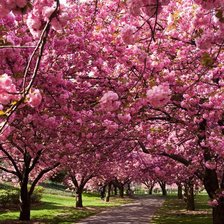 Схема вышивки «сакура»