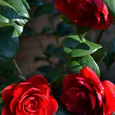 Схема вышивки «Красные цветы»