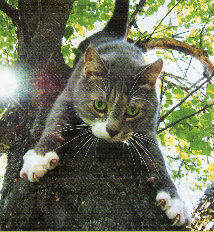 кот на дереве - кот на дереве, серый кот, кот в листве - оригинал