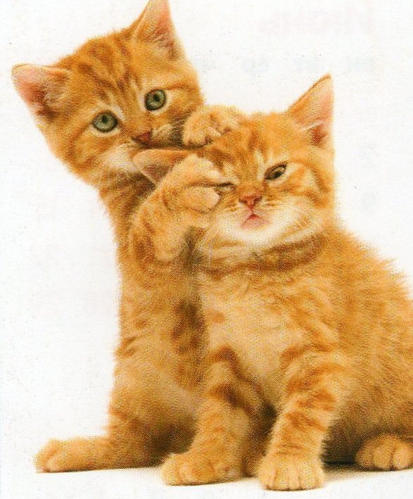 два котенка - два рыжих котенка, рыжие котята - оригинал