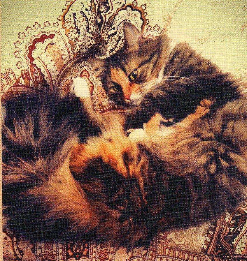 кот на подушке - черепаховый кот, подушка, кот на подушке, пестрый кот - оригинал