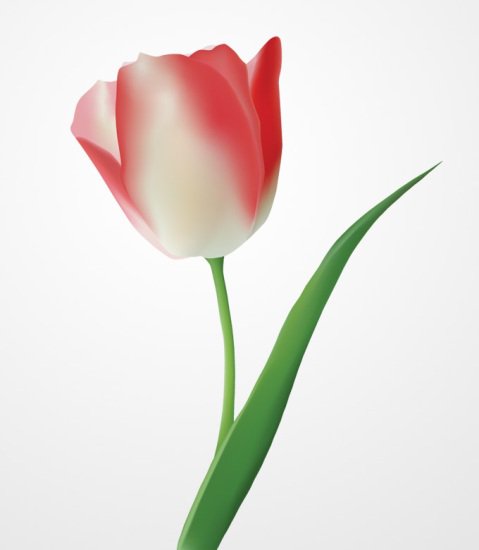 Тюльпан - цветы тюльпан - оригинал