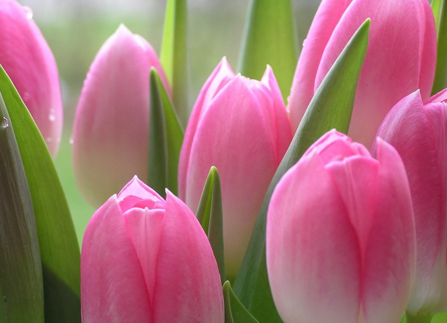 Цветы тюльпаны - тюльпаны цветы - оригинал