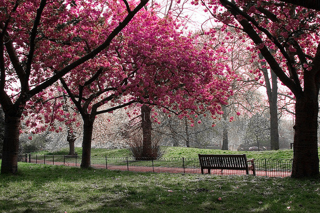 цветущая вищня - оригинал