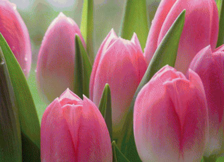 ТЮЛЬПАНЫ - тюльпаны, цветы - предпросмотр