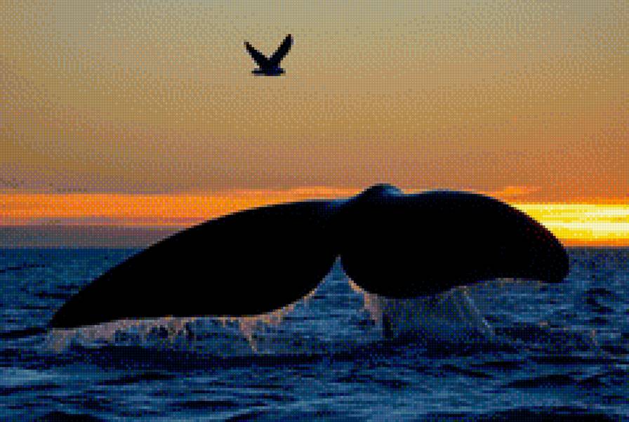 кит - чайка, океан, вода - предпросмотр