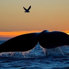 Схема вышивки «кит»