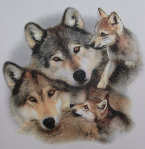 Волчья семья - волки - оригинал