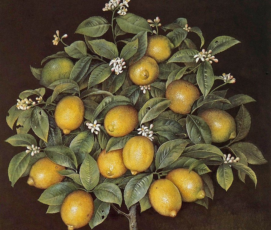 лимонное дерево - натюрморт, лимон, фрукты, цитрусовые - оригинал