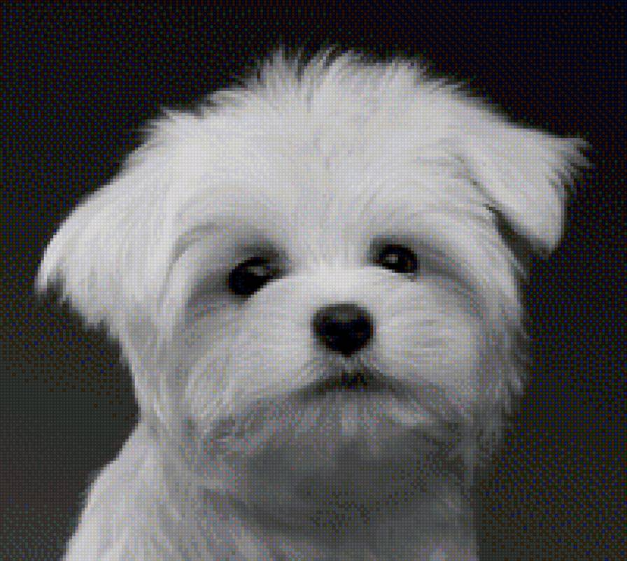 моня чб - предпросмотр