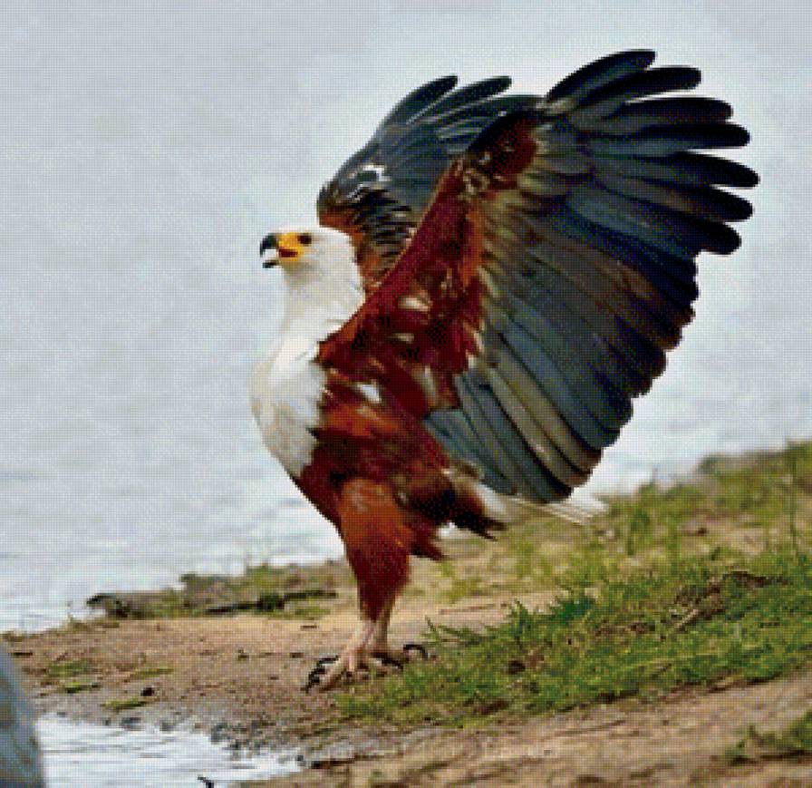 орлан - животные, хищники, орел, птицы - предпросмотр