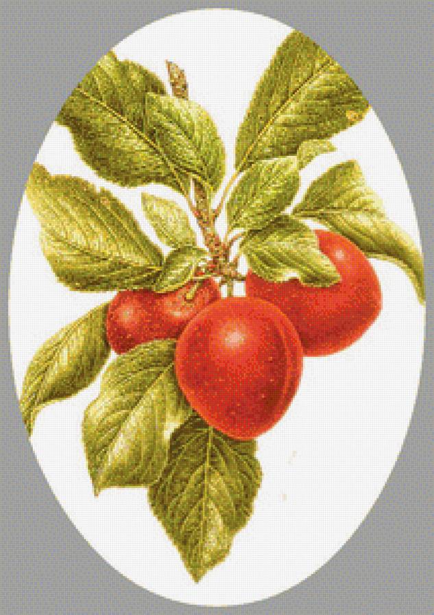 Алыча - вышивка крестом - предпросмотр