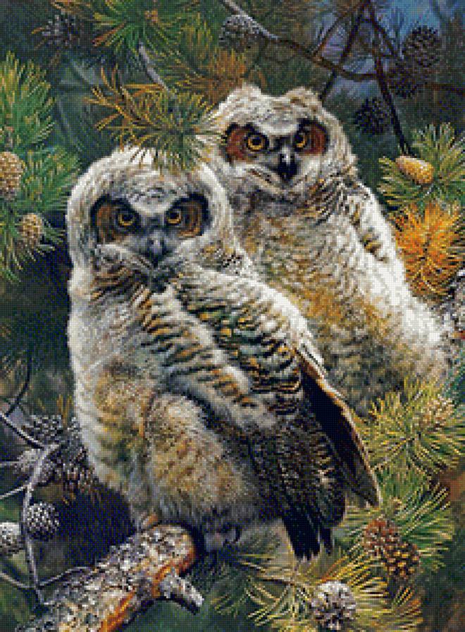 любопытная парочка - природа, лес, птицы, осень - предпросмотр