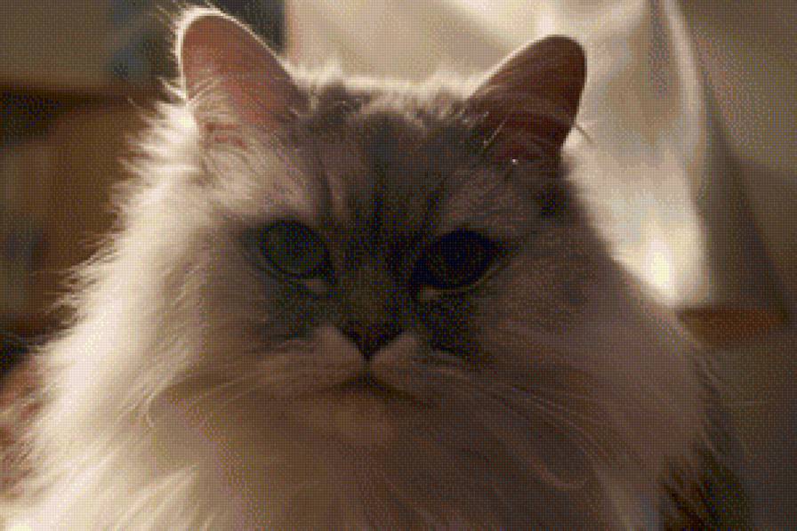 Жуля - предпросмотр