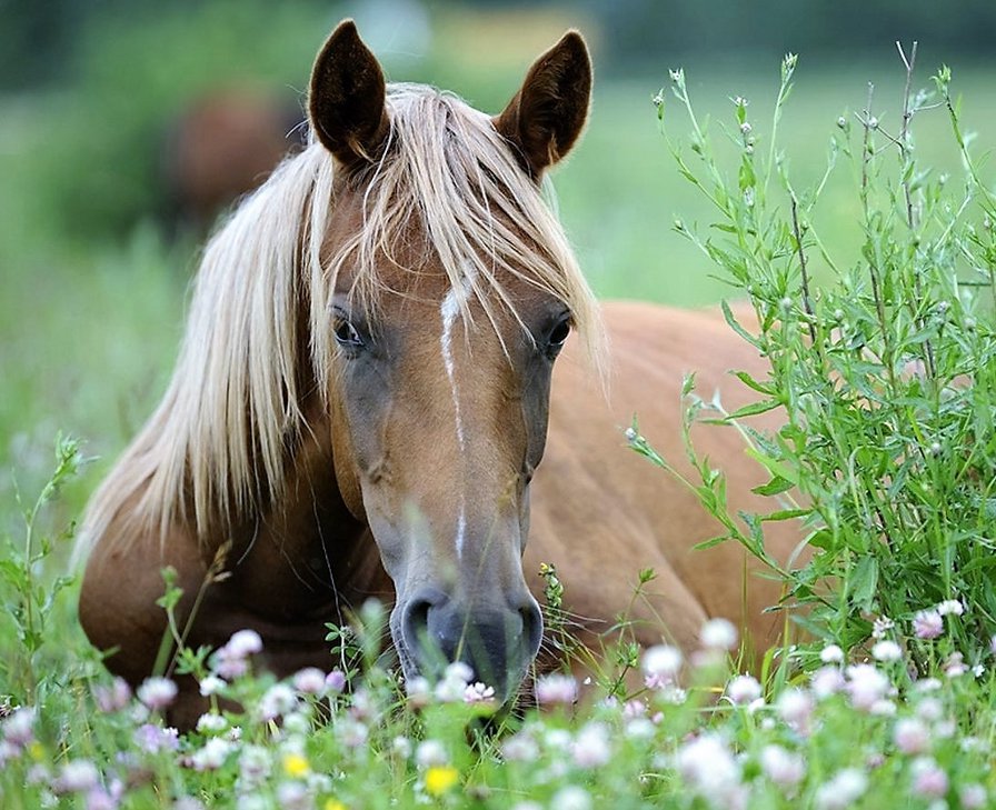лошадь - природа, пейзаж, лошади, животные - оригинал