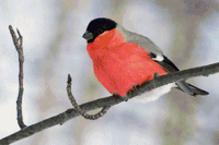 Снегири - птицы, снегири - предпросмотр