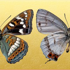 Оригинал схемы вышивки «Бабочки 3» (№1179598)
