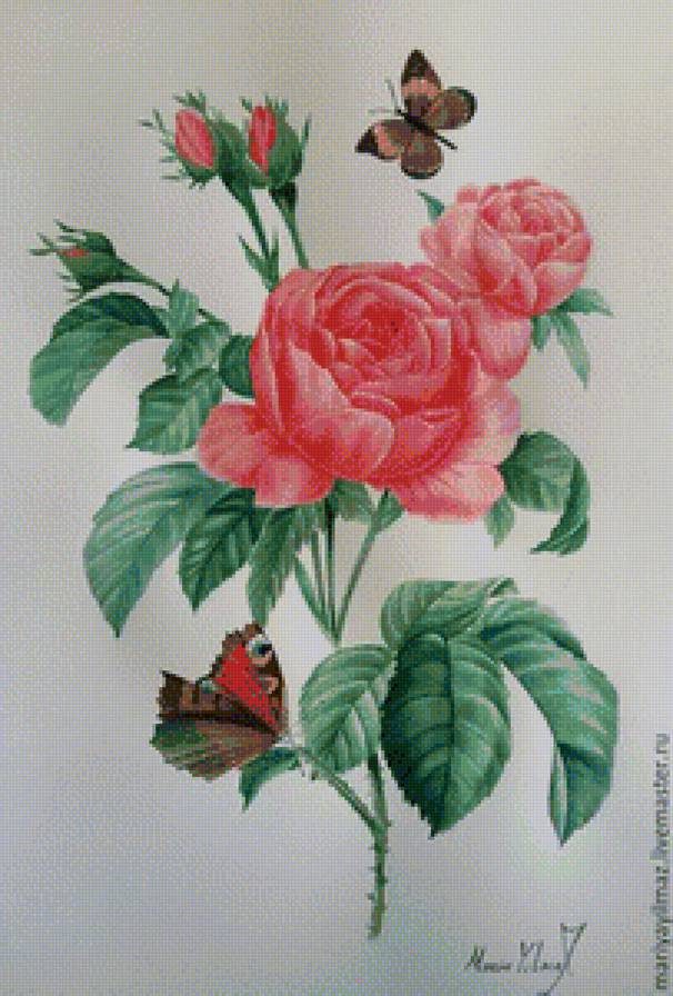 роза - предпросмотр