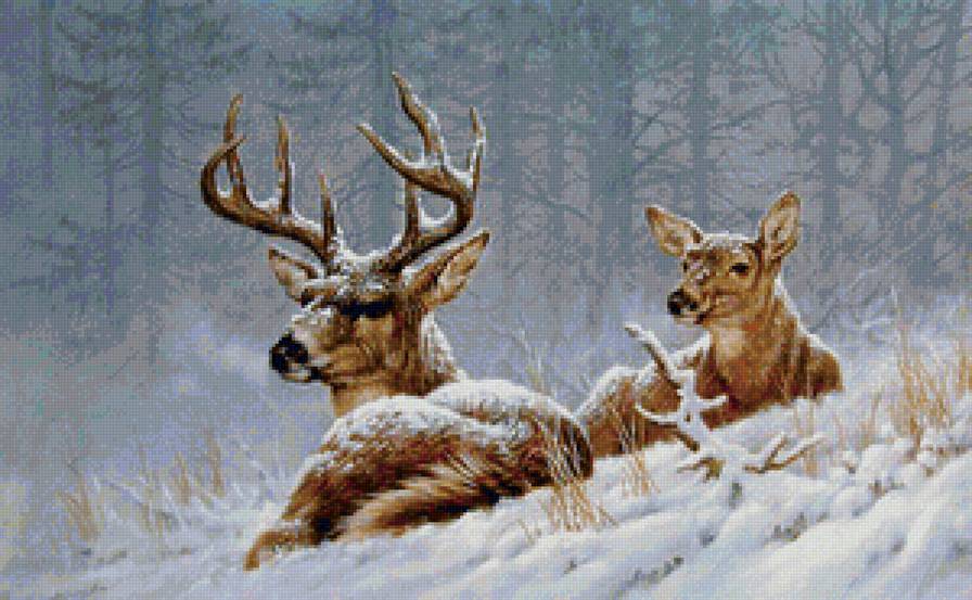 Олени в зимнем лесу - олени, зимний пейзаж, зимний лес, сладкая парочка, зима, животные - предпросмотр