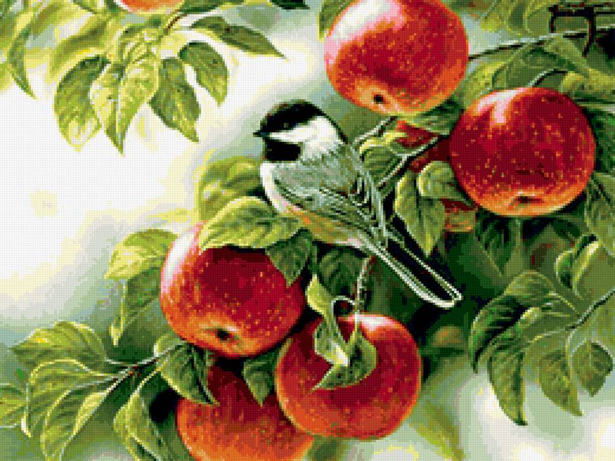 Синица и яблоки - яблоки, птица на ветке, синица, птица - предпросмотр