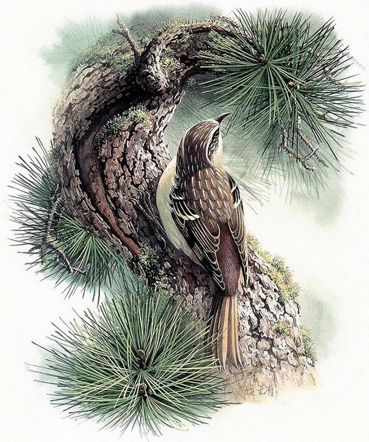 птичка - природа, птицы - оригинал