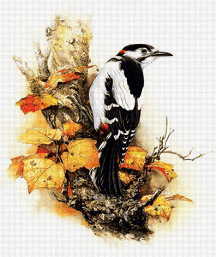 дятел - птицы, природа - предпросмотр