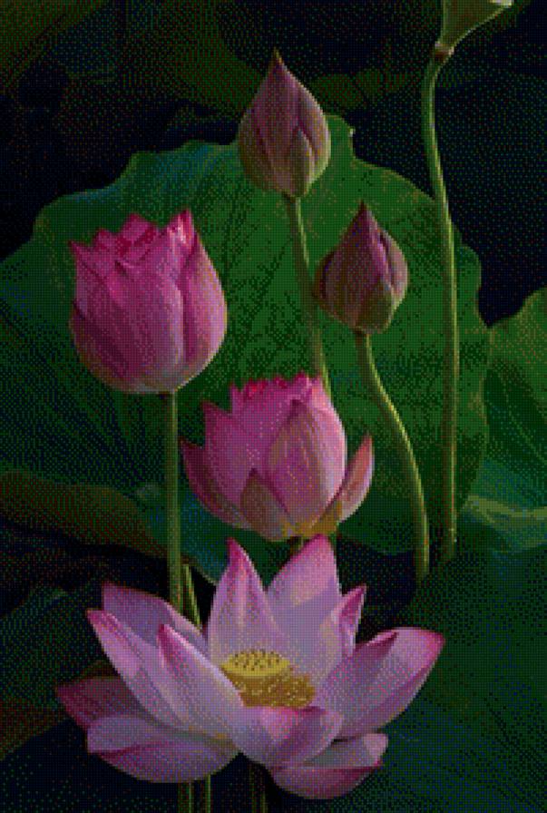 цветы - кувшинка - предпросмотр