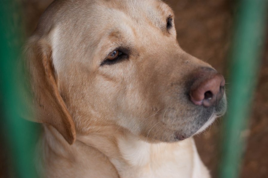 Лабрадор - оригинал