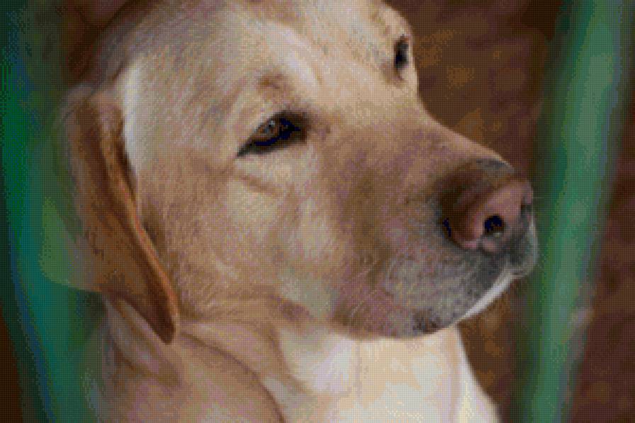 Лабрадор палевый - предпросмотр