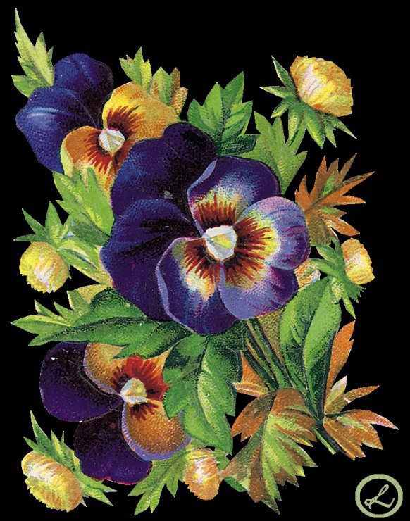 анютины глазки - цветы - оригинал