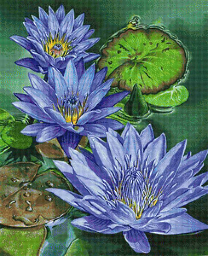 синие лилии - лилия, лилии, кувшинка, синие цветы, кувшинки, лотос - предпросмотр