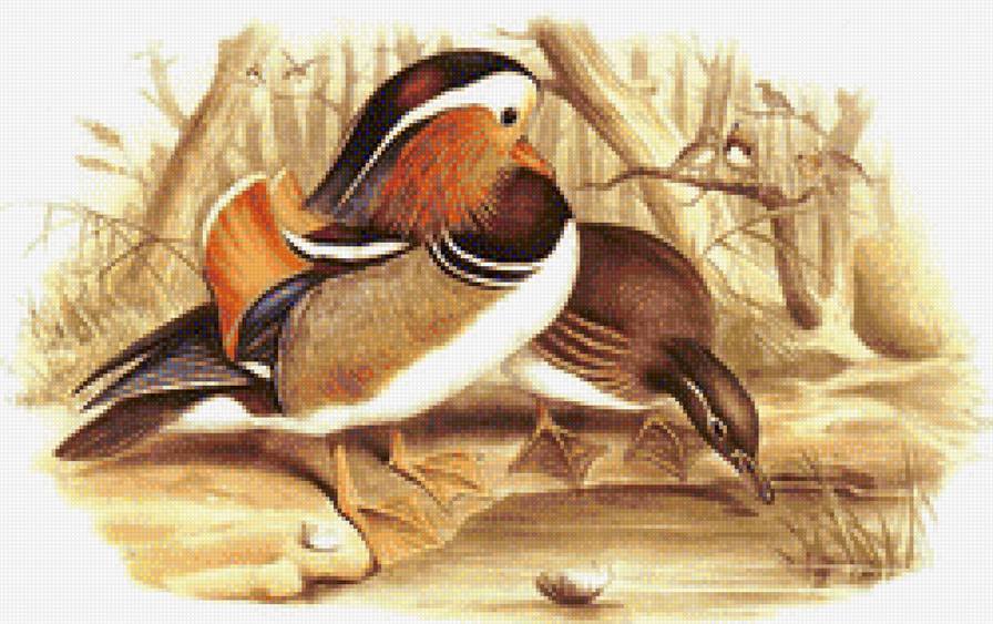 Мандаринки - предпросмотр