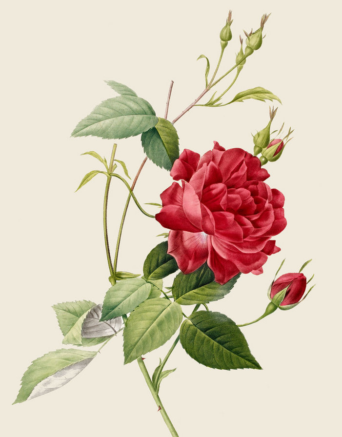 Роза красная - панель, красные цветы, цветы, подушка, красная роза, роза, розы - оригинал