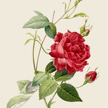 Оригинал схемы вышивки «Роза красная» (№1181620)