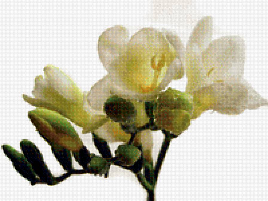 Фрезия - цветы - предпросмотр