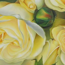 желтые розы