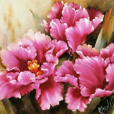 розовые тюльпаны