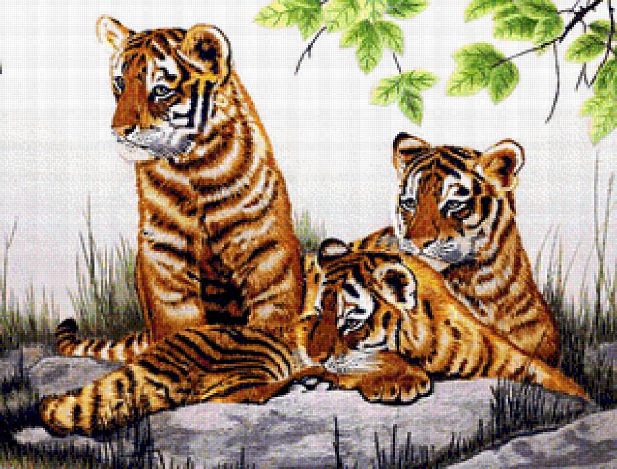 полосатая троица - животные, тигры - предпросмотр