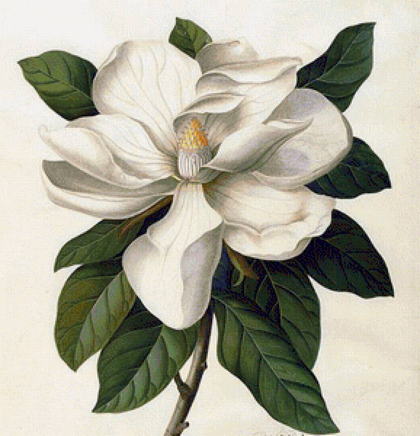 Магнолия - предпросмотр