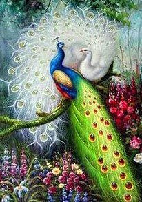 павлины - павлины, зеленый, белый - оригинал