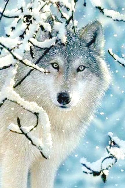 Белый волк - зимний пейзаж, волки, зима, животные, волк, белый волк, природа, снег - оригинал