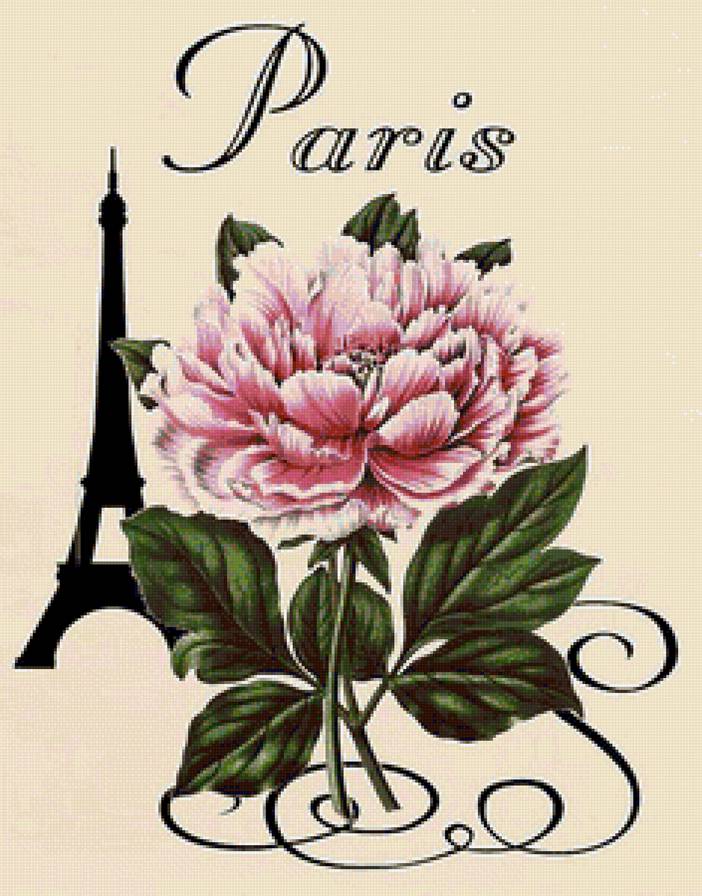 Пион - париж, цветы, винтаж, франция, эйфелева башня, пион - предпросмотр