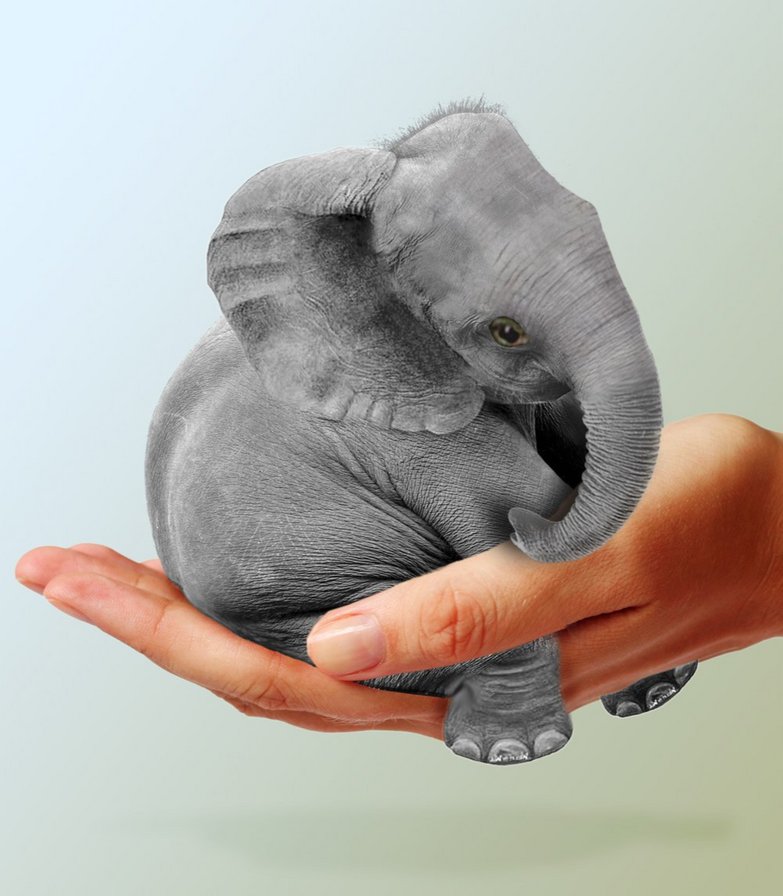 слон - животные - оригинал