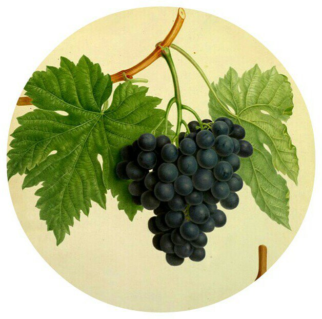 Виноградная гроздь - вышивка крестом - оригинал